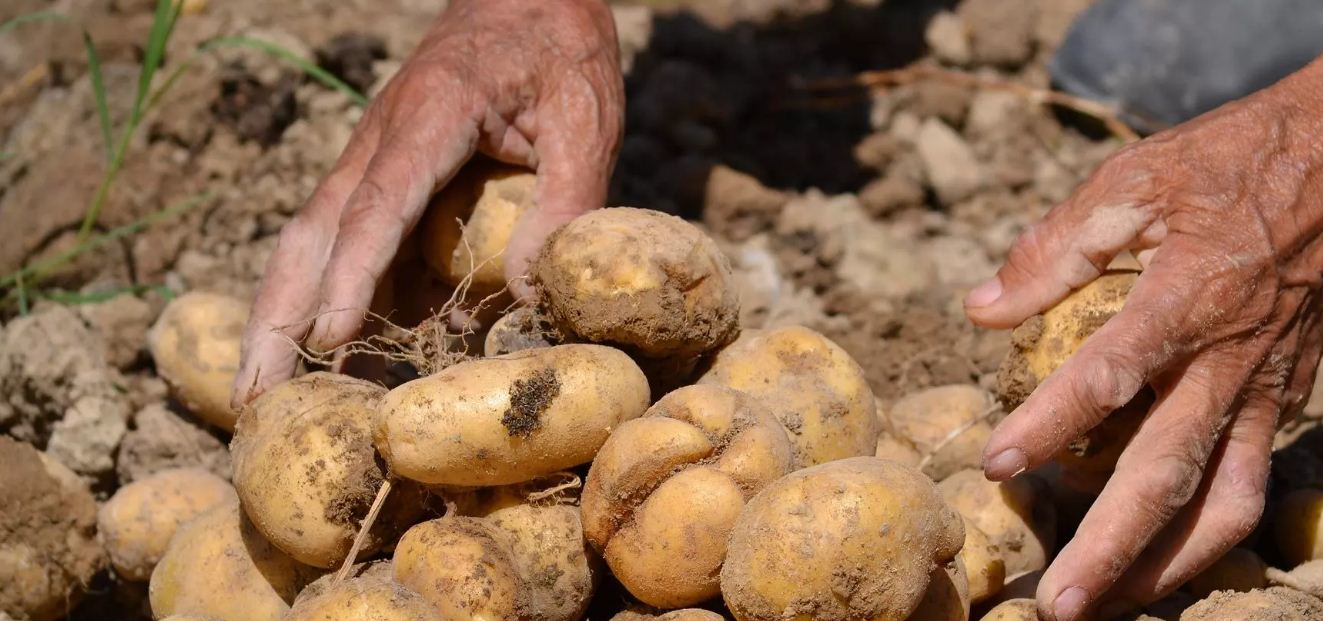 खाँडाचक्रमा डडुवा रोगले आलु नष्ट